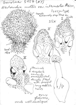 Vorschaubild Nectandra mollis var. intermedia Meisn.